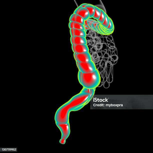 Large Intestine Graph Large Intestine 3d Illustration Human Digestive System Anatomy Stock ...