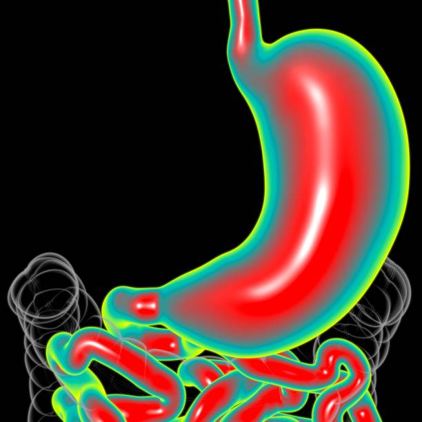 istock Stomach Anatomy Human Digestive System For Medical Concept 3D 1307121977