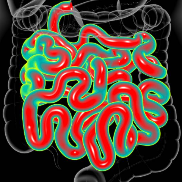istock Small Intestine 3D Illustration Human Digestive System Anatomy 1307122001