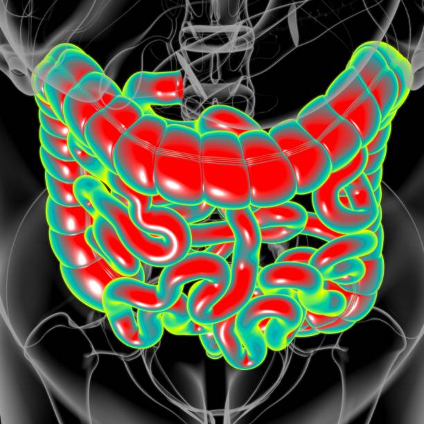 istock Small and large Intestine 3D Illustration Human Digestive System Anatomy 1307122005