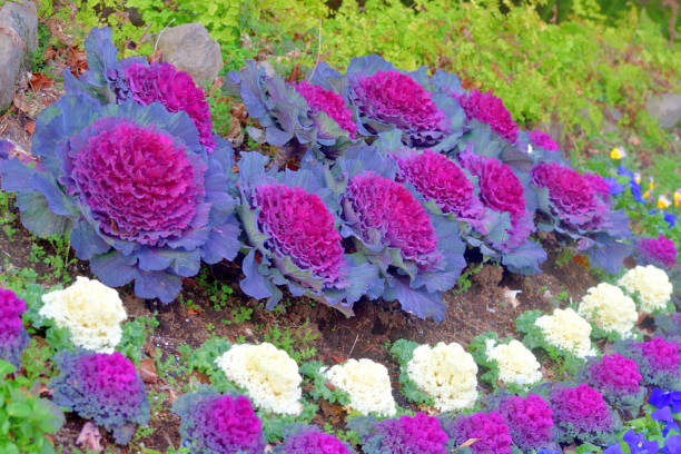 istock Brassica Oleracea var. Acephala / Ornamental Cabbage / Ornamental Kale 1307123780