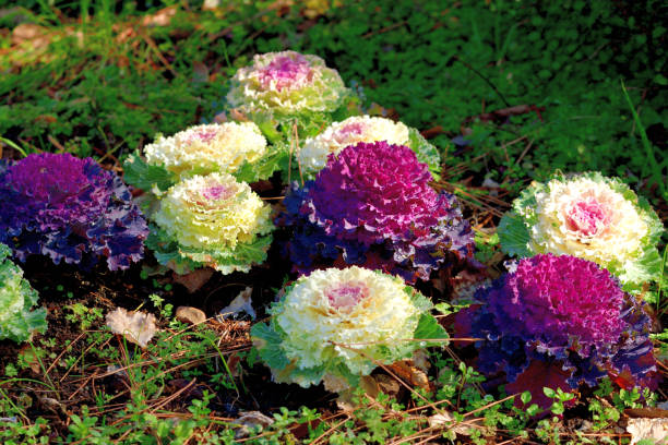 istock Brassica Oleracea var. Acephala / Ornamental Cabbage / Ornamental Kale 1307123783