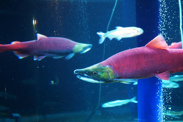 istock Sockeye salmon dyed red 1307125462