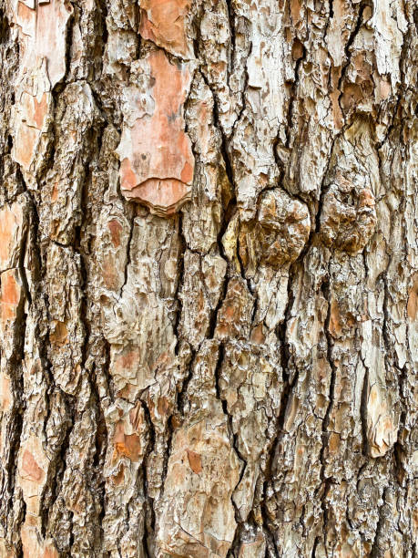 istock Closeup of the brown old tree bark 1307126161