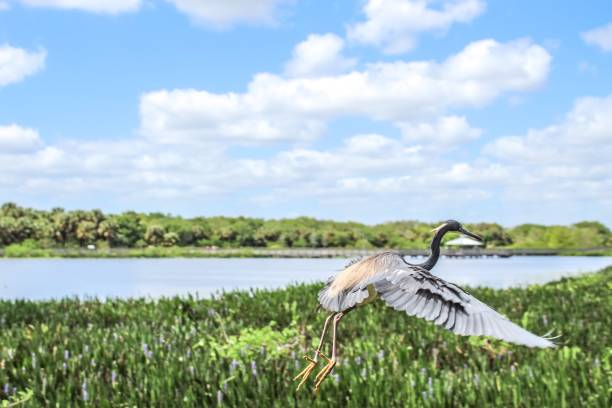 istock Flying bird in the Florida wetland. 1307126759
