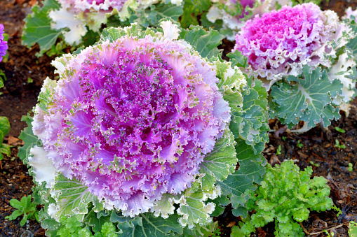 Brassica oleracea is a plant species that includes many of our familiar foods: cabbage, cauliflower, broccoli, kale, Brussel sprouts and more.\nAcephala group is the ornamental kale family. This family does not grow with a central head and that is also the meaning of the name. This group includes many varieties of kale. It also includes the ornamental kale which is used in landscaping for its color especially during a season when flowers stop. Ornamental Kale or Brassica oleracea var. Acephala will start adding color from autumn into winter.