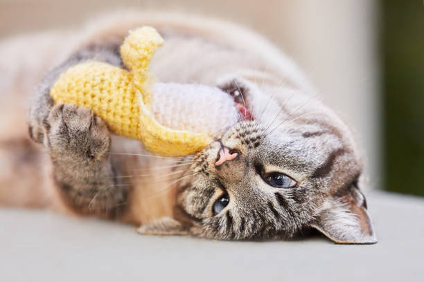 glücklicher luchspunkt oder siamesische tabby katze rollt auf dem boden und spielt mit einem gehockten katzenminze bananenspielzeug - playing with cat stock-fotos und bilder