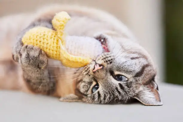 Happy lynx point or Siamese tabby cat rolls over on the floor and plays with a crouched catnip banana toy