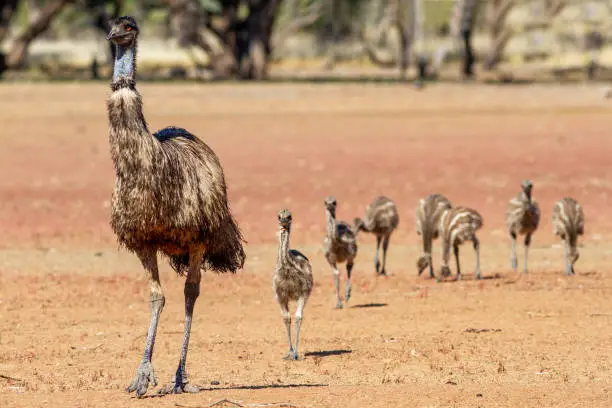 Male Emu looking after chicks