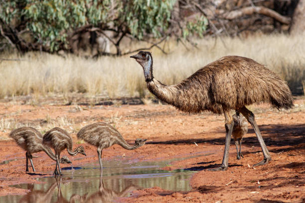 istock Male Emu with chicks 1307129360