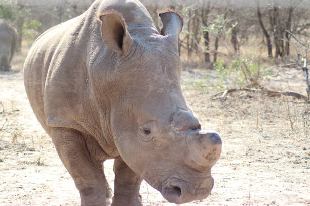 istock A white rhino in Mpumalanga 1307129442