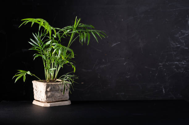 decorative palm tree in a flowerpot. green plant on a black background. a screensaver with a flowerpot. work space. isolate. - baffle imagens e fotografias de stock