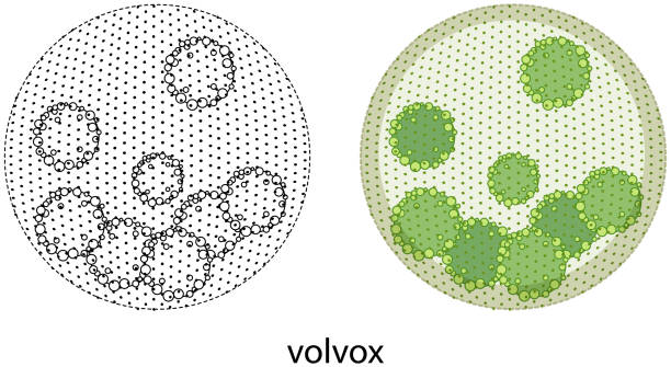 volvox in farbe und doodle auf weißem hintergrund - kugelalgen stock-grafiken, -clipart, -cartoons und -symbole