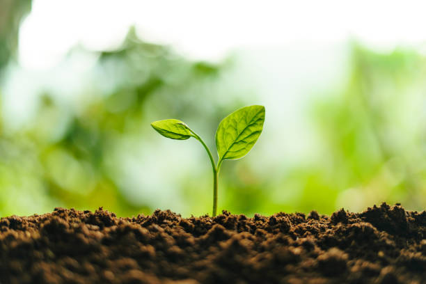 istock Small trees on the soil in nature 1307130264