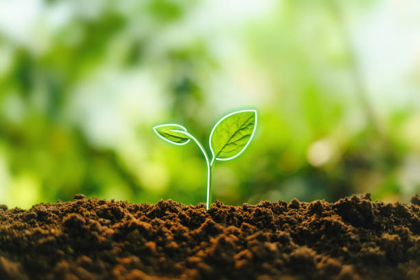 istock Small trees on the soil in nature 1307130409