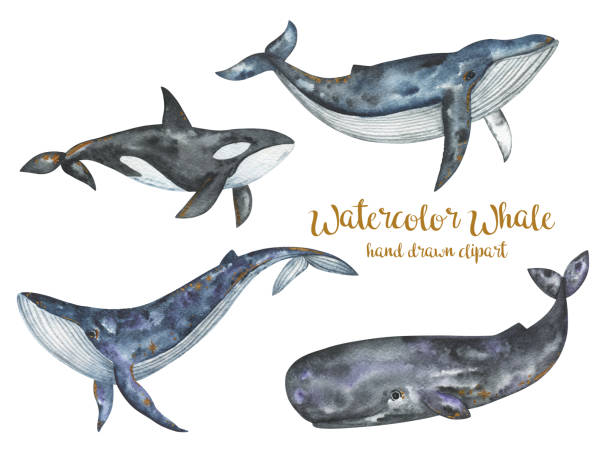 ilustraciones, imágenes clip art, dibujos animados e iconos de stock de acuarela ballenas clipart, mar y océano animales submarinos conjunto, orca, cachalote, ballena azul, ballena jorobada dibujado a mano ilustración - cachalote