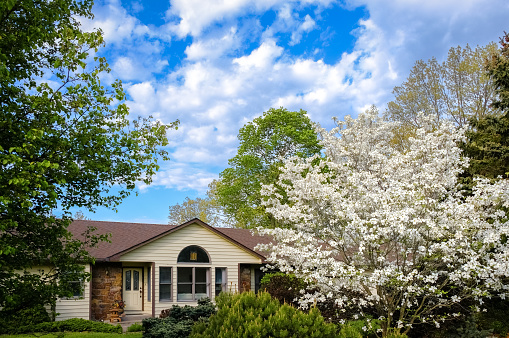 Beautiful view of ranch style house in suburban neighborhood in Missouri, Midwest, on sunny spring day; blooming dogwood tree in foreground