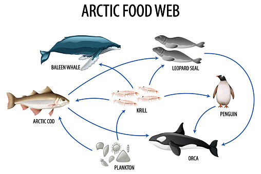 Education poster of biology for food webs diagram illustration