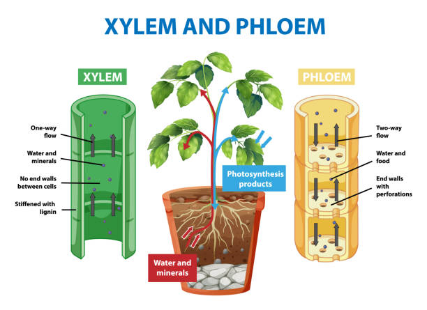 diagram memperlihatkan xylem dan phloem tanaman - xylem ilustrasi stok
