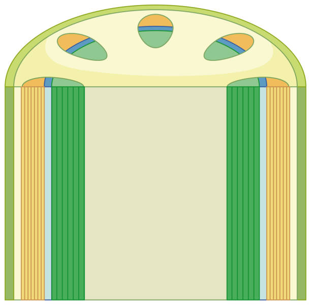 Xylem Icon 50+ Xylem Background Stock Illustrations, Royalty-Free Vector Graphics ...