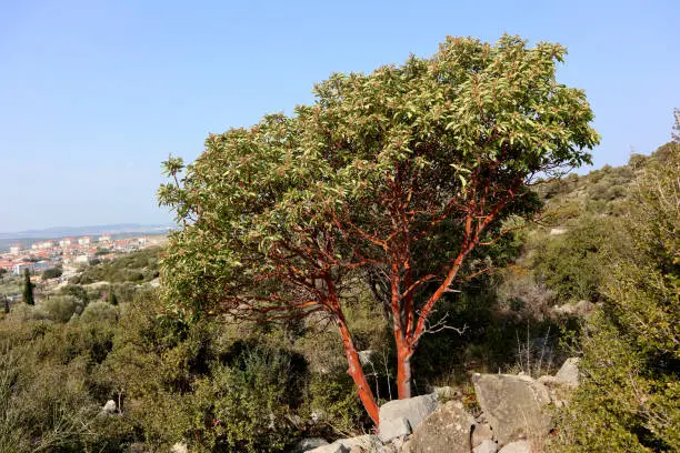 A Western Strawberry tree at the Mediterranean Sea with beautiful red bark.