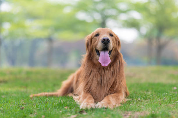 istock Golden Retriever lying on the grass 1307134894