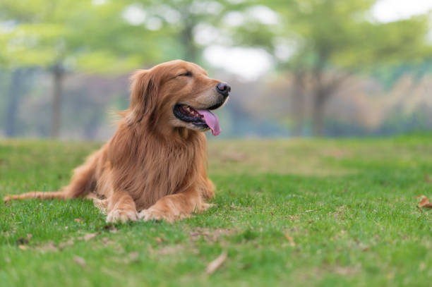 istock Golden Retriever lying on the grass 1307134898