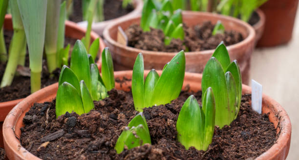 istock seedling of tulips in early spring 1307136782
