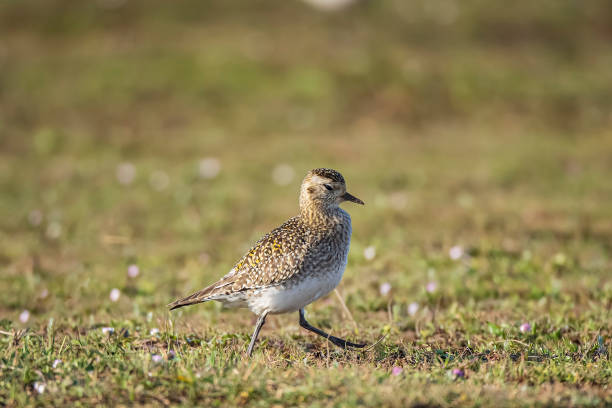 European Golden Plover, Pluvialis apricaria European Golden Plover, Pluvialis apricaria, feeding time on the migration route apricaria stock pictures, royalty-free photos & images