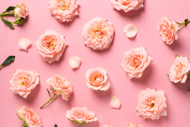 istock Rose flowers layout with petal and leaf pattern on pink background 1307139047
