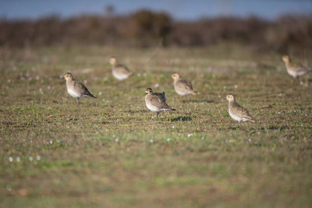 European Golden Plover Pluvialis apricaria European Golden Plover, Pluvialis apricaria, group feeding time on the migration route. apricaria stock pictures, royalty-free photos & images