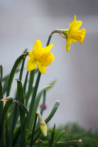 istock yellow daffodils in apublic garden 1307139290