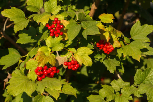 istock Viburnum branches with berries and green leaves. 1307139869