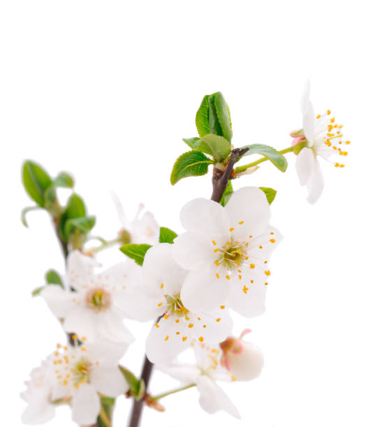 istock Flowering branch of cherry. 1307139872