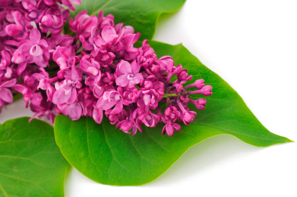istock Branches of pink lilac. 1307139879