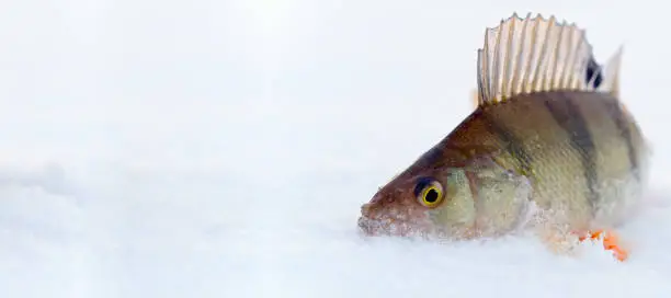 Photo of perch fish on the snow in winter on ice. winter fishing,