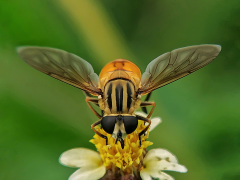 Umbria, Italy:\nMyathropa florea.\nWith these colors it can be confused with a wasp, however it is a dipteran like flies