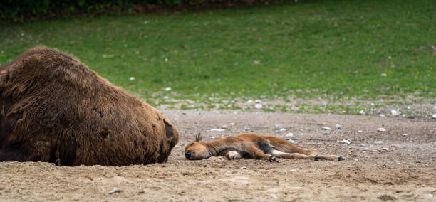 istock American buffalo known as bison, Bos bison in the zoo 1307140119
