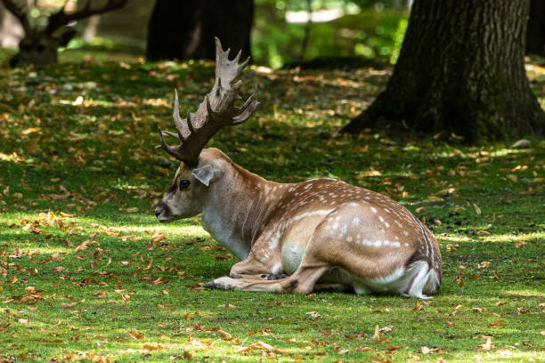 istock The fallow deer, Dama mesopotamica is a ruminant mammal 1307140182