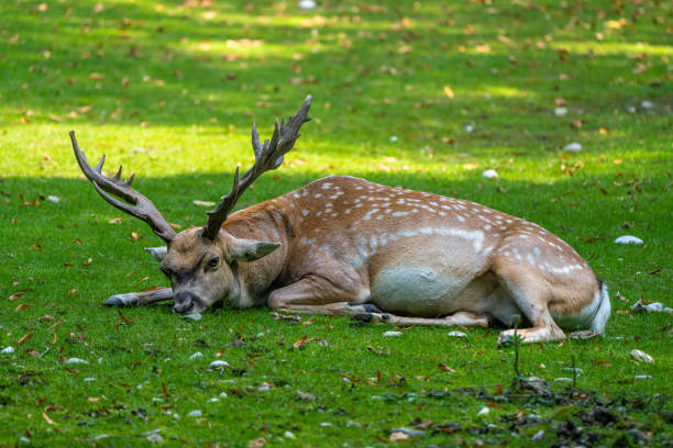 istock The fallow deer, Dama mesopotamica is a ruminant mammal 1307140371