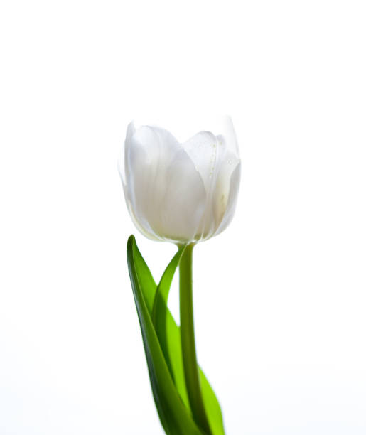 tulipano bianco isolato su sfondo bianco. fiore per la luce. germoglio, gambo e foglie. copia cpace - bud flower tulip flowers foto e immagini stock