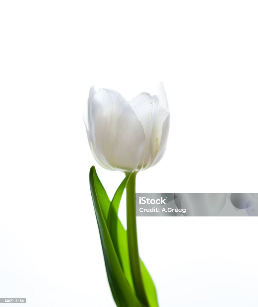 White tulip isolated on white background. Flower for the light. Bud, stem and leaves. Copy cpace Tulip Stock Photo