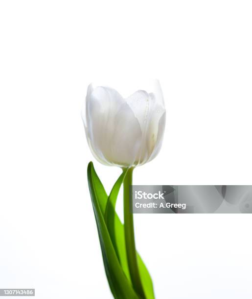White Tulip Isolated On White Background Flower For The Light Bud Stem And Leaves Copy Cpace Stock Photo - Download Image Now