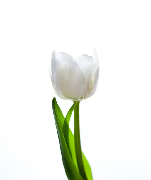 Photo of White tulip isolated on white background. Flower for the light. Bud, stem and leaves. Copy cpace