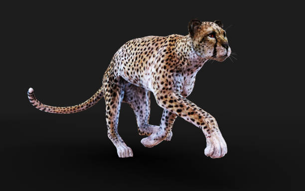 istock Cheetah Tiger Animals in The Wild. 1307144891