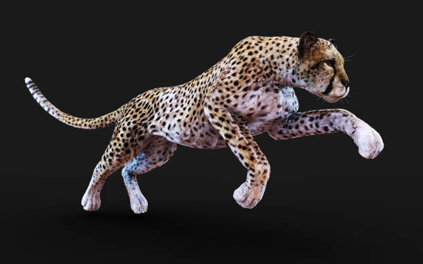 istock Cheetah Tiger Animals in The Wild. 1307144901