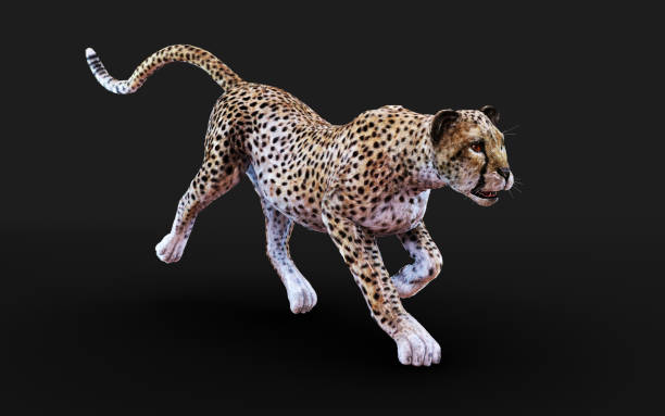istock Cheetah Tiger Animals in The Wild. 1307144902