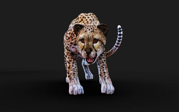 istock Cheetah Tiger Animals in The Wild. 1307144910
