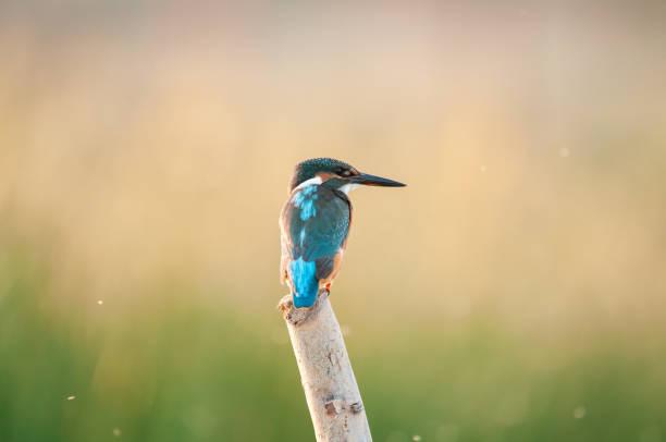 istock Bird common kingfisher Alcedo attis sits on a stick 1307145241