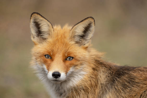 istock Close portrait of a Red Fox. Vulpes vulpes 1307145250